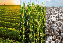 Preços da Soja, Milho e Algodão em Mato Grosso: Mercado Pressionado em Abril de 2026