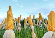 MT lidera 70% do mercado brasileiro de etanol de milho: “Potencial para crescer ainda mais”, afirma governador