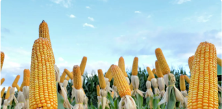 MT lidera 70% do mercado brasileiro de etanol de milho: “Potencial para crescer ainda mais”, afirma governador