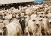 Pecuária em MT: Preço do Boi Gordo Apresenta Estabilidade, mas Escala de Abate e Pastagens Exigem Atenção do Produtor