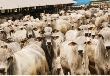 Pecuária em MT: Preço do Boi Gordo Apresenta Estabilidade, mas Escala de Abate e Pastagens Exigem Atenção do Produtor