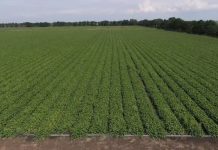 Alerta no Campo: Aprosoja-MT cobra crédito emergencial de R$ 20 bi para evitar colapso na próxima safra