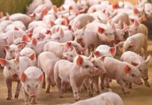 Conta não fecha: Queda no preço do suíno vivo não chega às gôndolas e pressiona criadores em MT