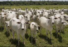 Crime no Campo: Operação integrada recupera rebanho de gado furtado avaliado em mais de R$ 100 mil em Cocalinho