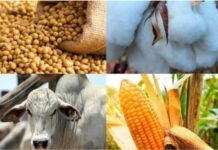 Mercado Agro: Boi gordo testa maiores valores do ano enquanto grãos e algodão enfrentam pressão de frete e custos em MT