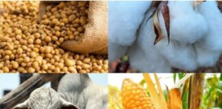 Mercado Agro: Boi gordo testa maiores valores do ano enquanto grãos e algodão enfrentam pressão de frete e custos em MT