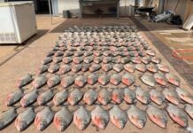 Polícia desarticula esquema de pesca ilegal e prende trio que comercializava pescado do Rio Cuiabá