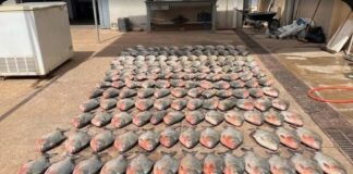 Polícia desarticula esquema de pesca ilegal e prende trio que comercializava pescado do Rio Cuiabá